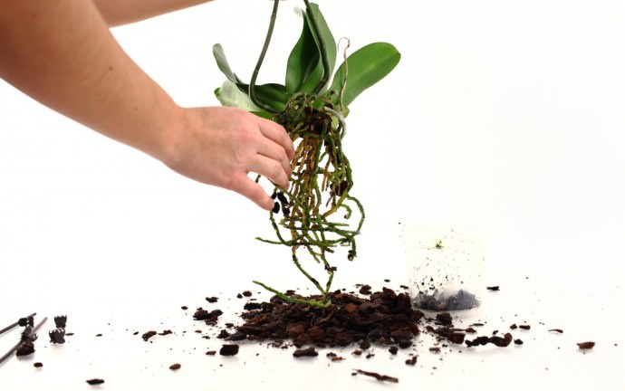 Не менее популярным способом размножения комнатных орхидей является деление корня